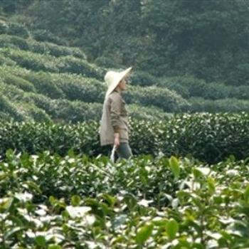 <b>Gathering Tea in China</b>