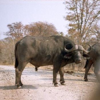 <b>Cape Buffalo Hwange N.P. Zimbabwe</b>