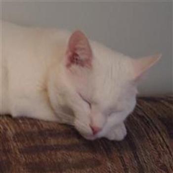 <b>Sleepy Kitty</b>