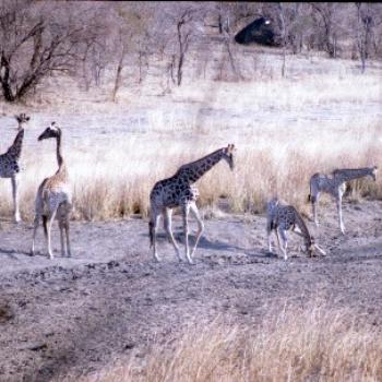 <b>Matopo Game Park Zimbabwe</b>