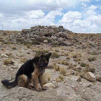 <b>Stray in Peru - Des</b>