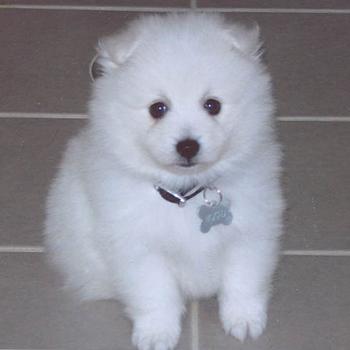 <b>Mushu. 7 months old</b>