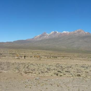 <b>Vicuna grazing on plain between Arequipa & Colca Canyon</b>