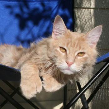 <b>This is TC he is a polydactyl Maine Coon. Count his toes LOL.</b>