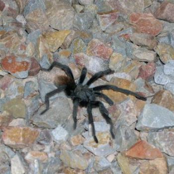 <b>Tarantula in the back yard</b>