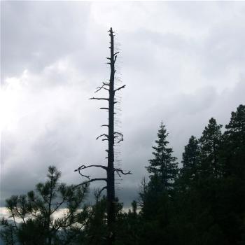 <b>Tree full of arrows</b>