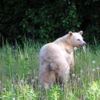 <b>Kermode (Spirit Bear) - Northern British Columbia, Canada</b>