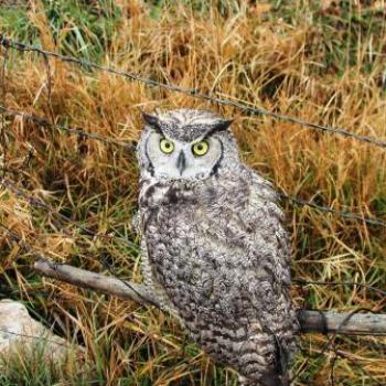 <b>Owl still up in daytime in Utah</b>
