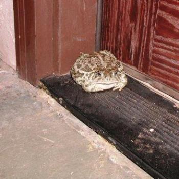 <b>Toad showing up on doorstep during non-monsoon season in Arizona</b>