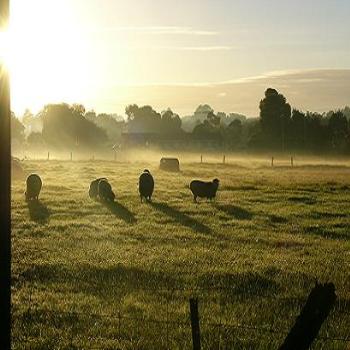 <b>Early morning shadows</b>