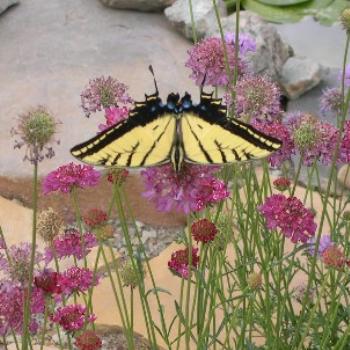 <b>Tiger SwallowTail</b>