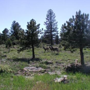 <b>Mountain Sheep in Red Canyon, Utah</b>