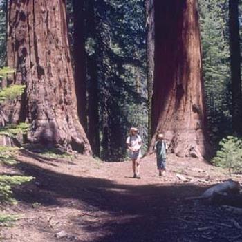 <b>Hiking in the Giant Sequoias</b>