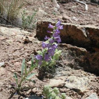 <b>Beauty in midst of rocky desert in Utah</b>