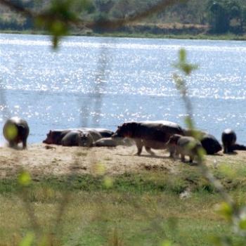 <b>Hippos on the Zambezi</b>