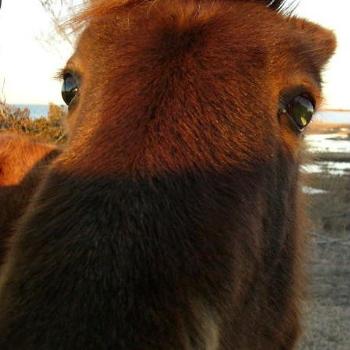 <b>"Wild" pony of Assateague Island, Maryland</b>
