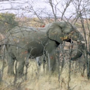 <b>Hwange NP Zimbabwe</b>