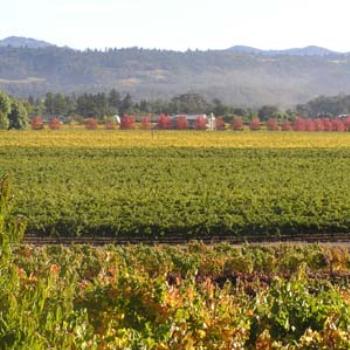 <b>Napa Valley, CA, USA in October</b>