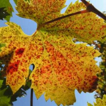<b>Grape leaf in October</b>