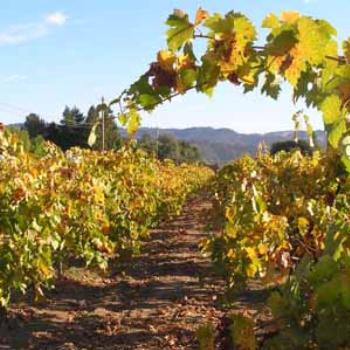 <b>Vines in Napa Valley, CA in October</b>