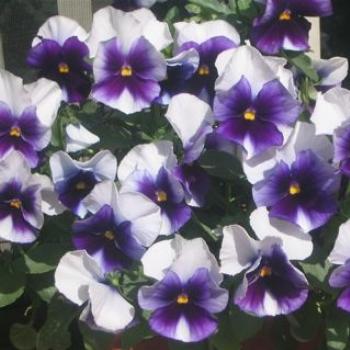 <b>Violas</b>