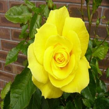 <b>My yellow rose</b>