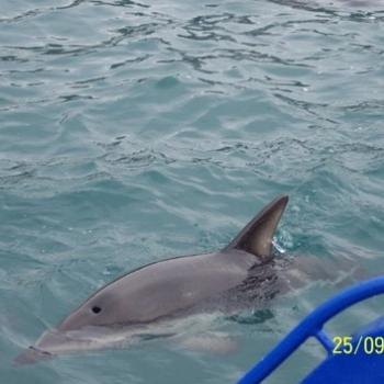 <b>Could nearly touch them ... wild dolphins off Kaikoura NZ</b>