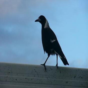 <b>A magpie</b>