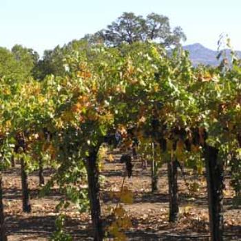 <b>Vines before harvest in Oct, Napa Valley, CA</b>