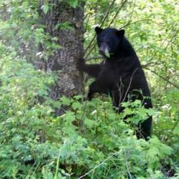 <b>This is a Canadian black bear, not a dog or a cat. The bear ate them. (CG) </b>