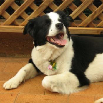 <b>My beautiful Maggie</b>