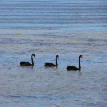 <b>Black swans, Albany West Aust</b>