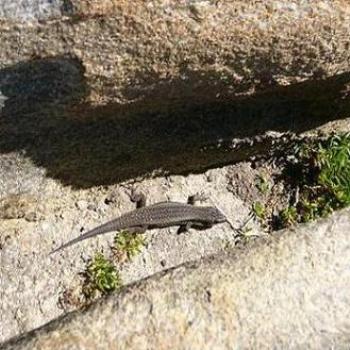 <b>Sunbathing in Albany</b>