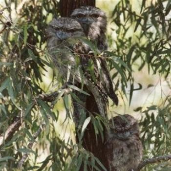<b>Tawny Frogmouth Family</b>