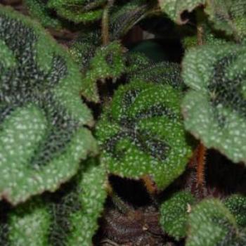 <b>Because everyone is sick of cats, here is my cross begonia</b>
