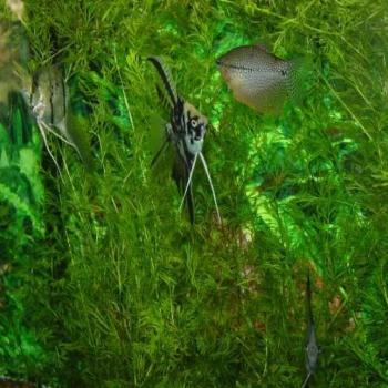 <b>These are angelfish & pearl gouramis from my freshwater aquarium</b>