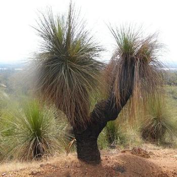 <b>A "blackboy" Australian plant</b>