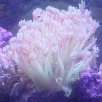 <b>This is called Gonopora soft coral from our salt water aquarium</b>