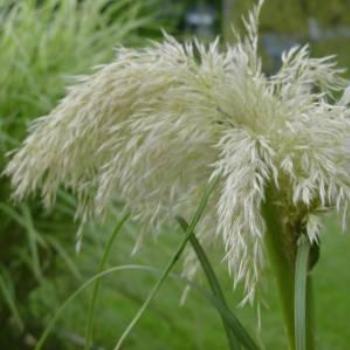 <b>This Pampas grass head was in my backyard.</b>