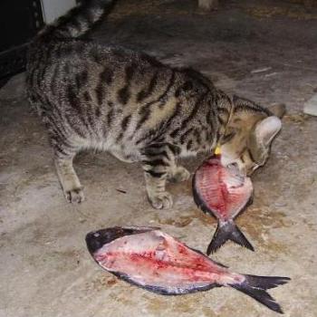 <b>I get the fillets, he gets the rest.</b>