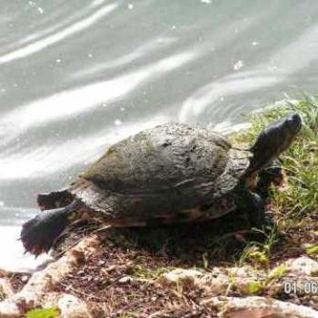 <b>Hawaii, turtle</b>