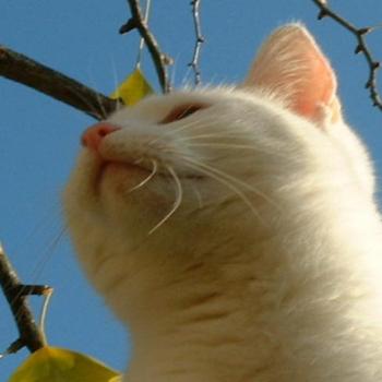 <b>Jenny in the Ginkgo</b>