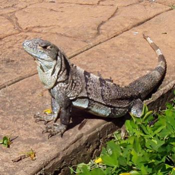 <b>aren't I beautiful? from Costa Rica</b>