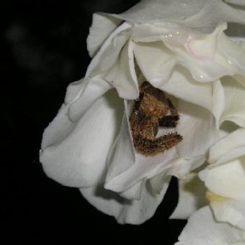 <b>Mouse spider in rose at 6am</b>