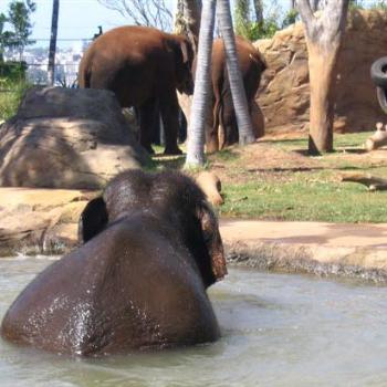 <b>Elephants @ Taronga</b>