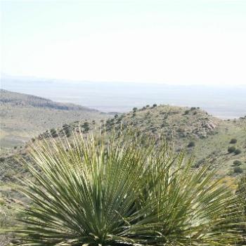<b>Yucca in the Florida Mountains, Rock Hound SP, NM</b>