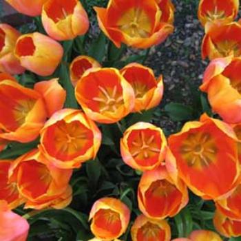 <b>Tulips, Filoly Gardens, California</b>