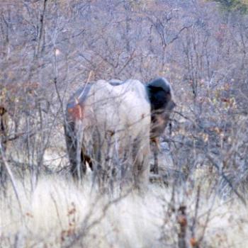<b>Ok, I expect lots of elephant jokes again today</b>
