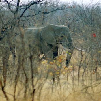<b>This may be the same one not hiding behind the tree</b>