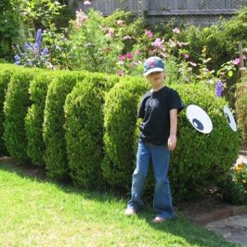 <b>Caterpillar Hedge at Nutcote</b>
